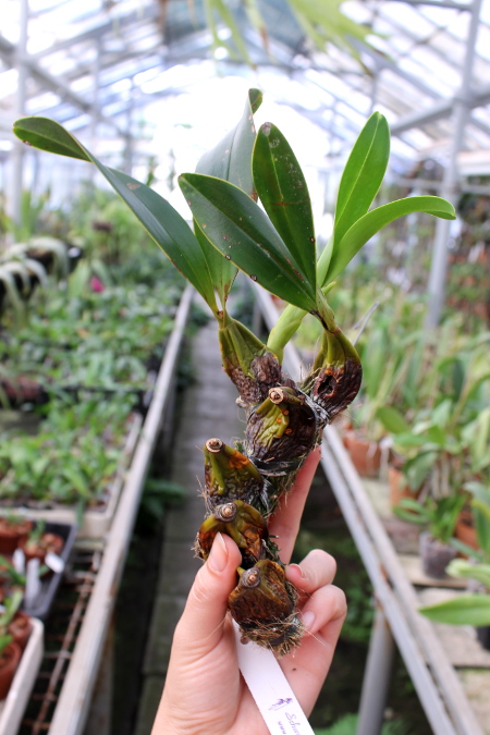 Epigeneium treacherianum (lyonii).JPG