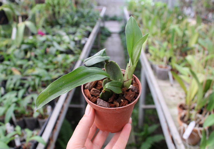 Rossioglossum 'Rawdon Jester' (Rossioglossum grande x Rossoiglossum williamsianum).JPG