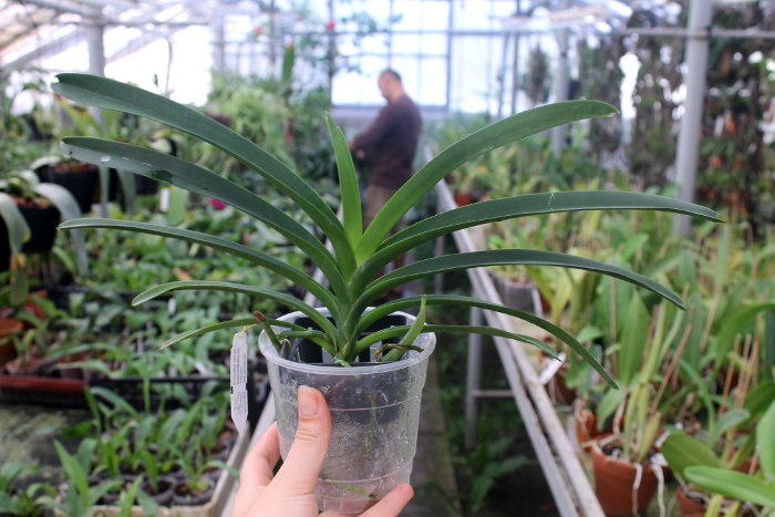 Vanda Pure Wax Pink Wimol.JPG