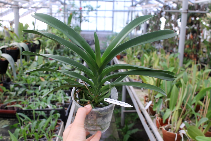 Vanda Pak Chong Blue.JPG