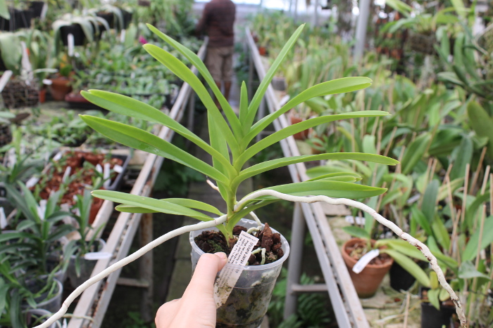 Mokara Jairak White.JPG