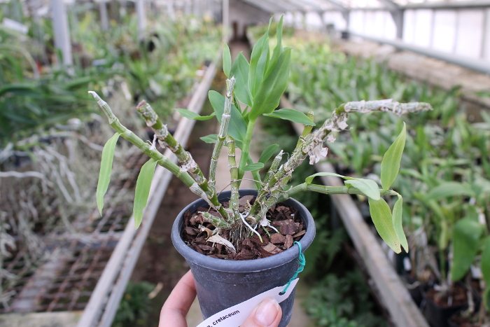 Dendrobium cretaceum.JPG