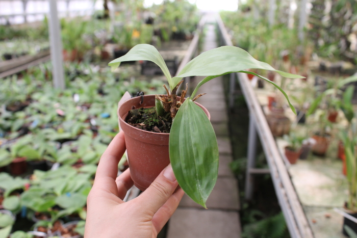 Acacallis cyanea x Paradisanthus micranthus.JPG