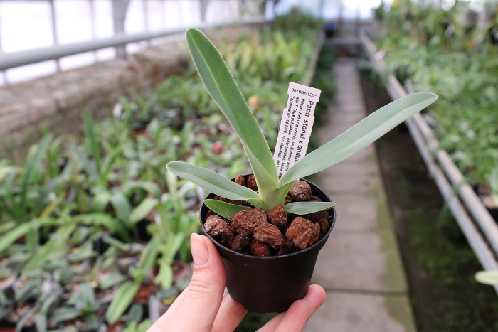 Paphiopedilum stonei x anitum.JPG