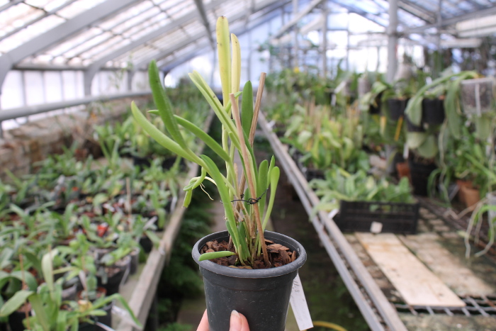 Pleurothallis ochreata.JPG