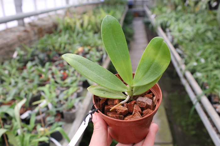 Aerangis articulata.JPG