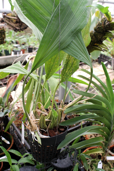 Stanhopea jenischiana.JPG