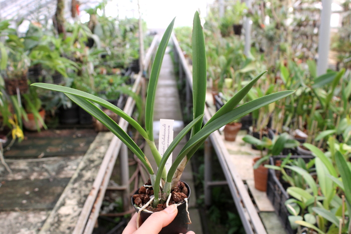 Kirchara Jairak Kiss Spot Lip.JPG