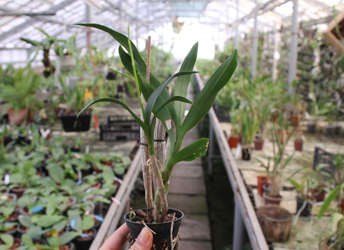 Dendrobium Chao Praya Gem.JPG