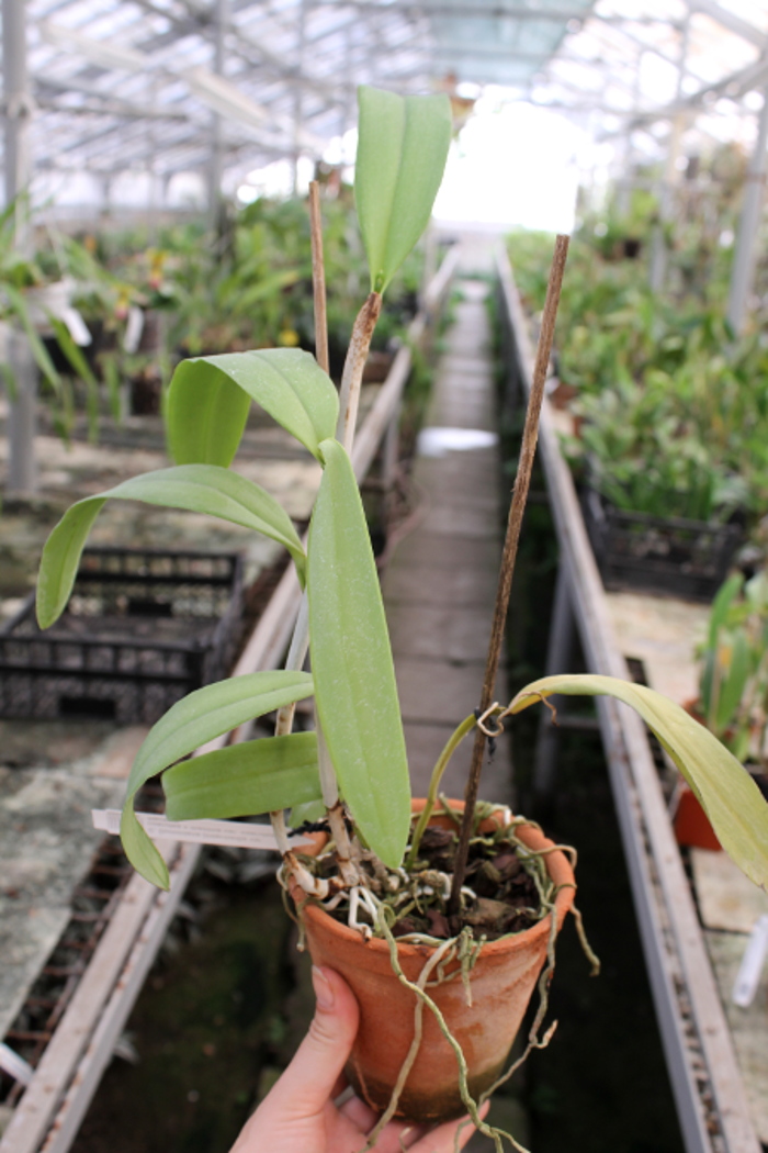 Cattleya Dominiana (intermedia var. coerulea x maxima var. coerulea 'Hector').JPG
