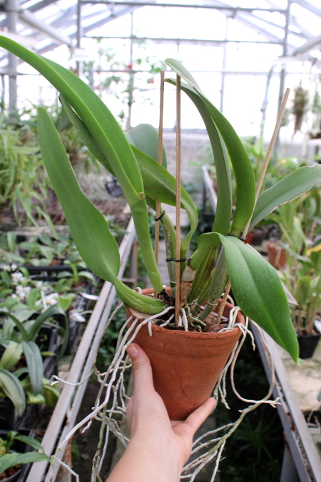 Laeliocattleya Orglade's Grand 'Yu Chang Beauty' (Mildred Rives x Persepolis).JPG