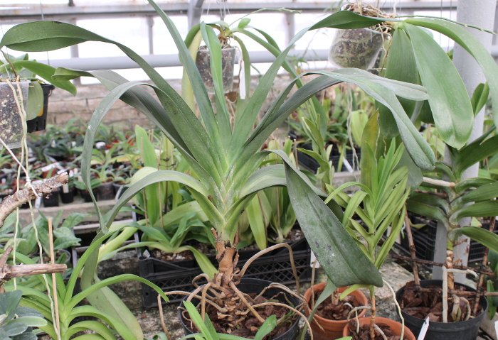 Angraecum Veitchii.JPG