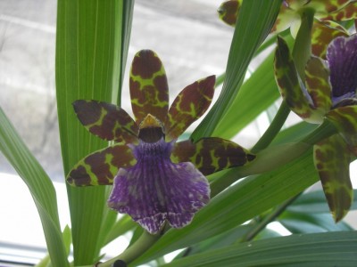 Как он пахнет! Смесь сирени, жасмина и ландыша!