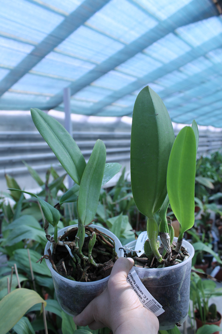 Cattleya warneri integra escura 'AWZ' x Cattleya warneri flameada.jpg