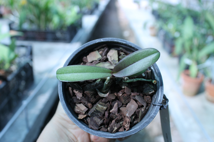 Dtps Lius Sakura.jpg