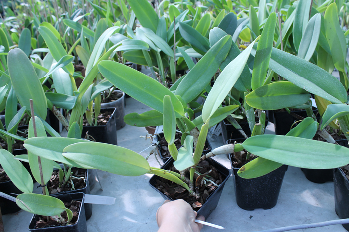 Cattleya warneri integra 'Evandro Perini' x Cattleya warneri inegra-orlata-pincelada 'Leonor'.jpg