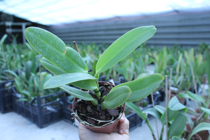 Cattleya labiata punctata x Cattleya labiata punctata (quase concolor) 'AWZ'.jpg