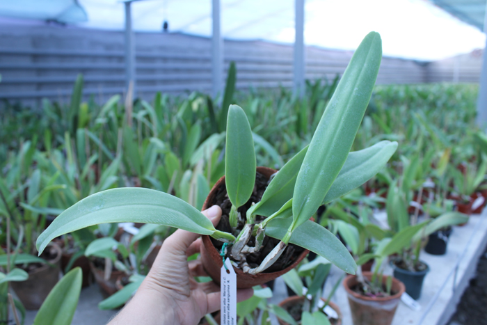 Cattleya labiata sem alba 'Marina' x Cattleya labiata semi alba sanguinea 'A Paccione'.jpg