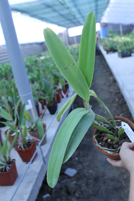 Cattleya labiata semi alba 'Garganta Escura' x Cattleya labiata semi alba sanguinea 'Paccione'.jpg