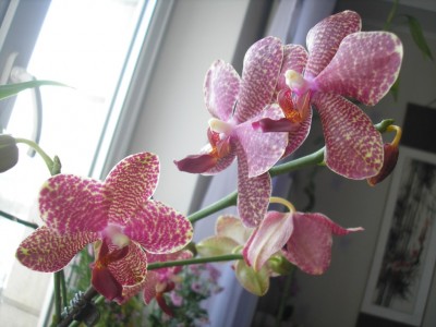 Пятнистенький фалипопсик