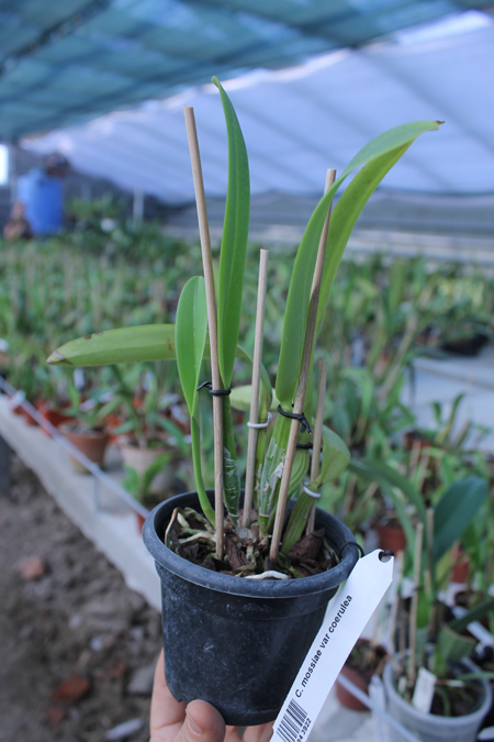 Cattleya mossiae coerulea.jpg