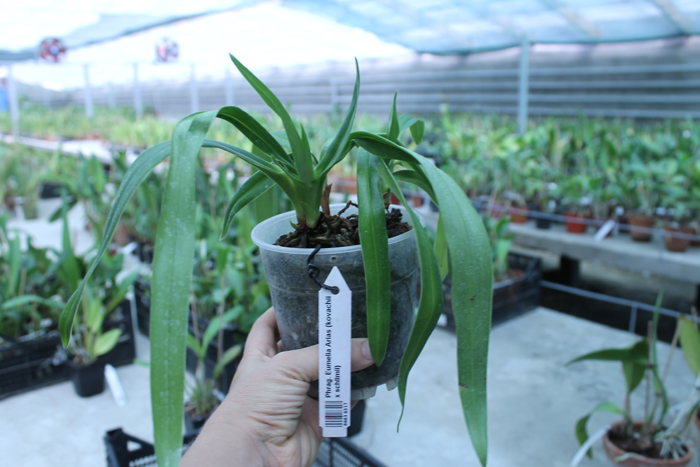 Phragmipedium Eumelia Arias.jpg