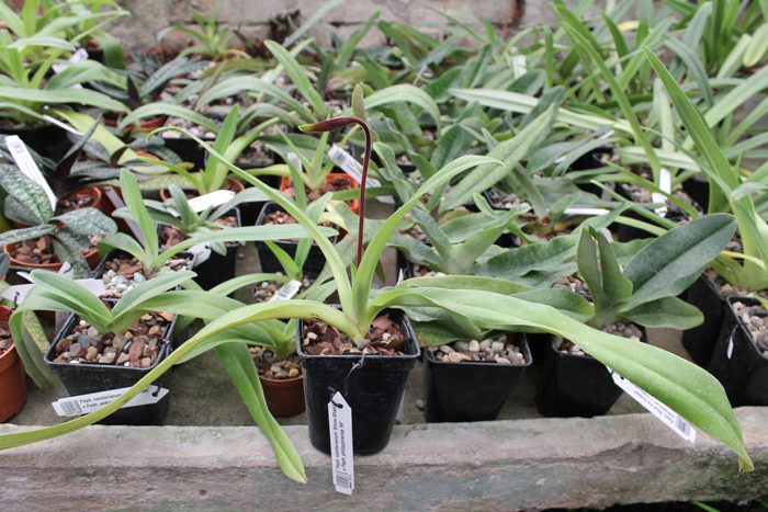 Paphiopedilum sanderianum 'Show Shan' x Paphiopedilum philippinense '9F'.jpg
