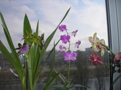 Маленькое трио:)