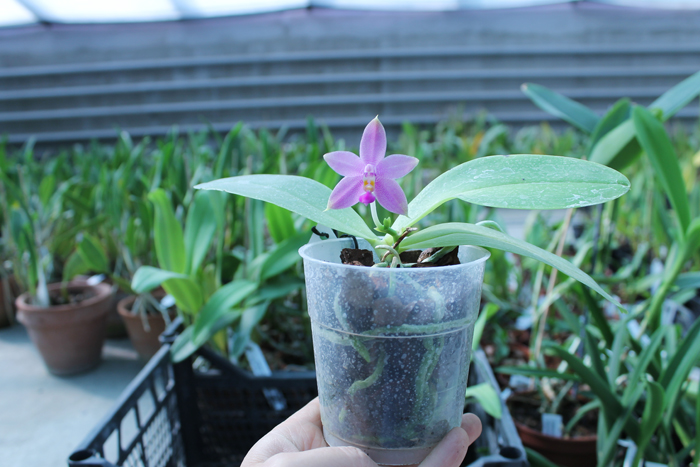 Phalaenopsis Ld's Bear King x violacea indigo.jpg