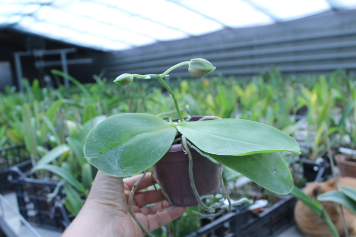 Phalaenopsis amboinensis x Phalaenopsis Penang Girl.jpg