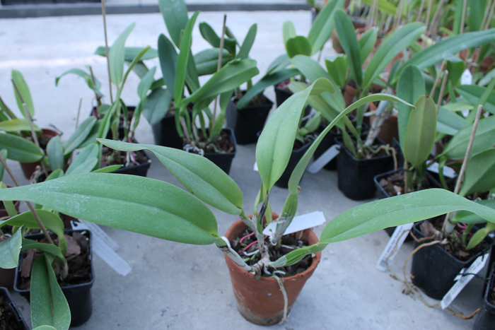 Cattleya labiata rubra 'Schuller' x Cattleya labiata rubra 'Deize'.jpg
