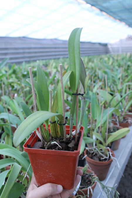 Cattleya percivaliana tipo 'Remolacha' (19-6) x SELF.jpg