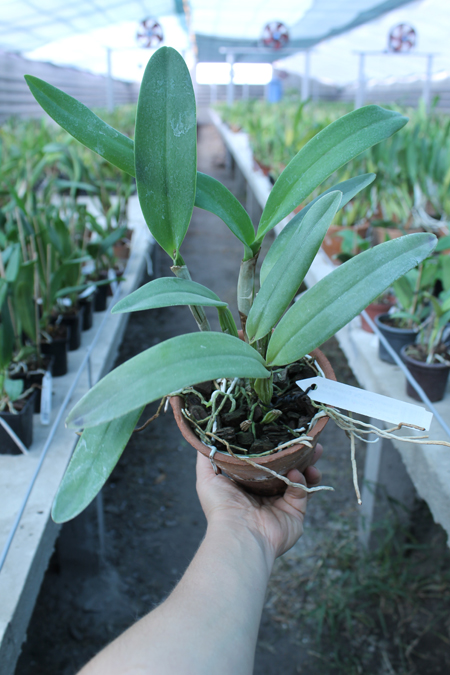 Cattleya bowringiana 'Da Estelinha de Novaes' x Cattleya labiata integra orlata 'Zas-1'.jpg