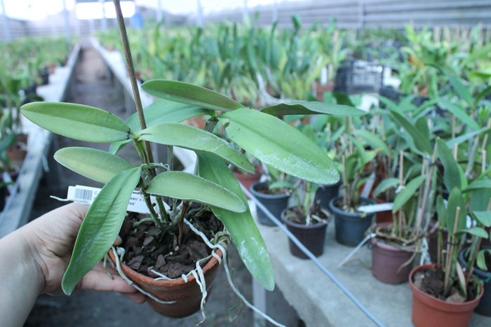 Cattleya granulosa 'Coliseu' x Cattleya granulosa 'Formosa'.jpg