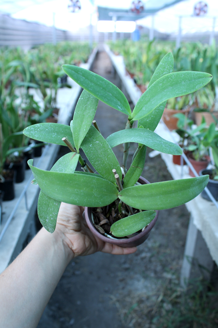 Cattleya Little Seagull.jpg