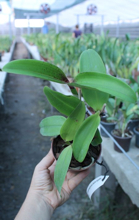 Cattleya amethystoglossa dark spots x sib.jpg