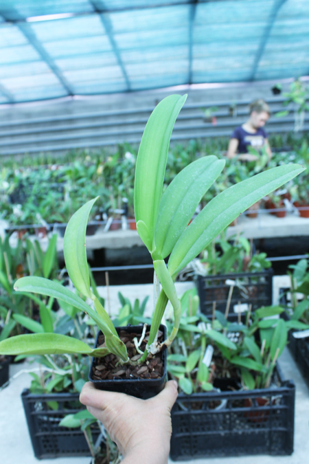 Cattleya labiata alba 'Otima' XXX x Cattleya labiata roxo bispo 'Urbano'.jpg