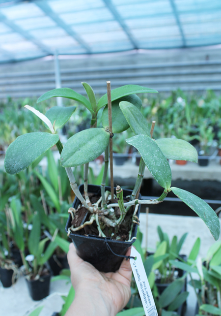 Cattleya loddigesii tipo 'Gigante' x Cattleya loddigesii 'Erica'.jpg