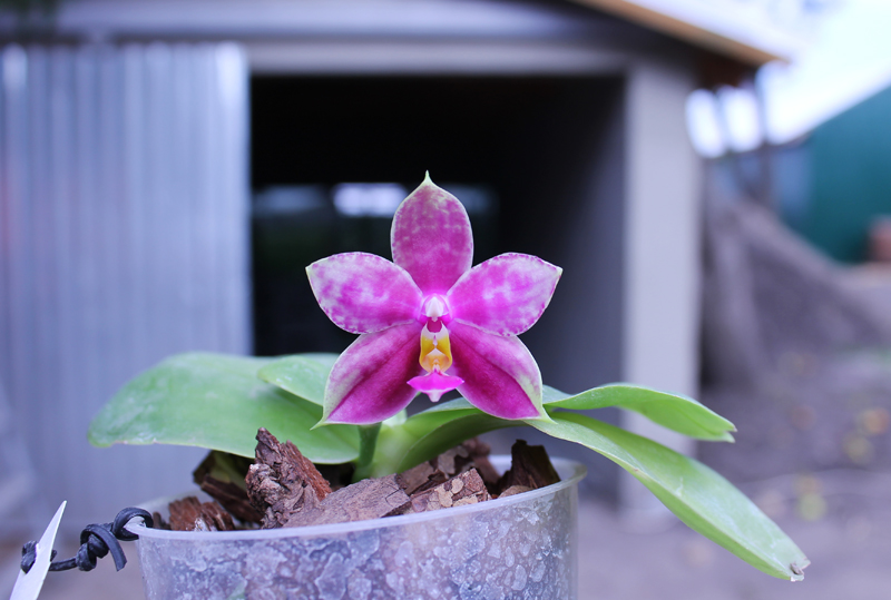 Phalaenopsis Ld Bellina Eagle x Prima.jpg