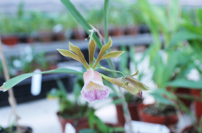 Galeandra baueri.jpg