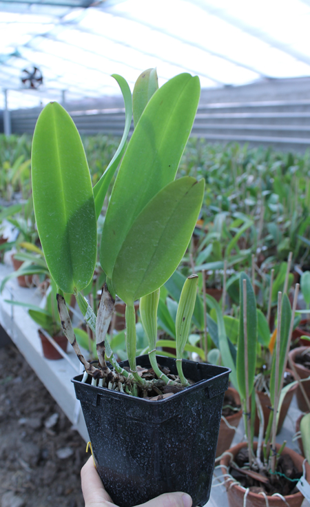 Cattleya warneri suavissima 'Ricardo Bells' x Cattleya warneri alba 'Perim'.jpg