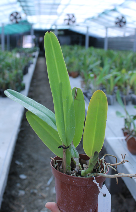 Cattleya warneri atropurpurea 'AWZ x Cattleya warneri escura 'XII Expo Vitoria'.jpg