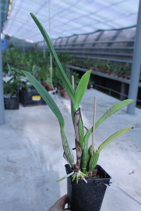 Cattleya percivaliana carnea x SELF.jpg