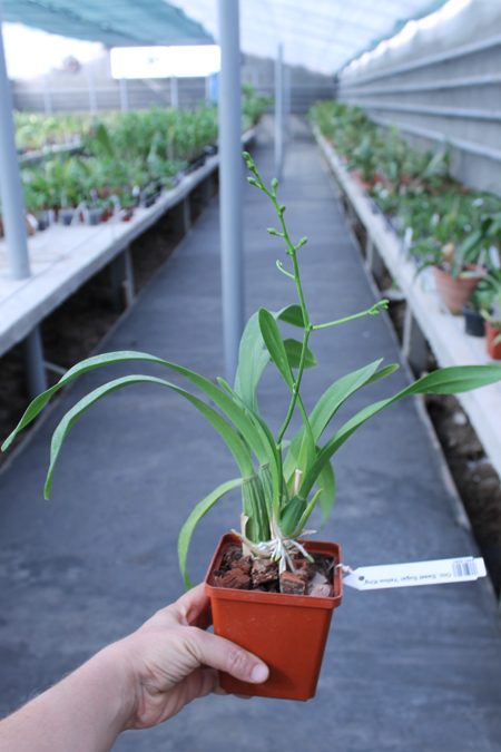 Oncidium Sweet Sugar 'Yellow King'.jpg