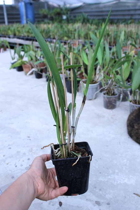 Brassocattleya Binosa 'Kirk'.jpg