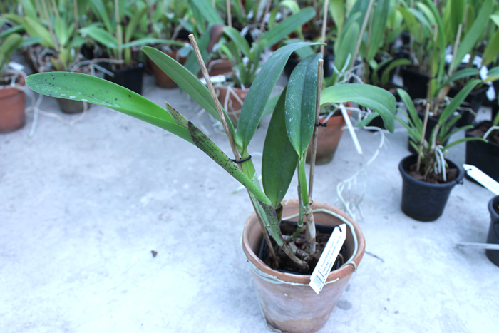 Laelia purpurata alba ('Cunha' x 'Campea') x Cattleya leopoldii 'Cetro de Esmeraldas'.jpg