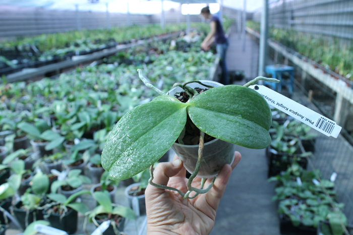 Phalaenopsis Auspice Knight 'Malayan'.jpg
