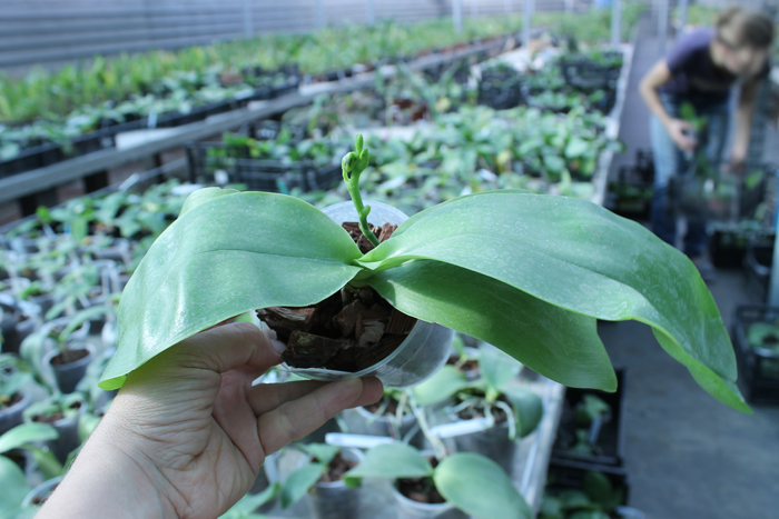 Phalaenopsis Hawaii Dragon Girl x Lioulin Goldfinch.jpg