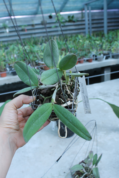Cattleya schilleriana 'Biriricas' x Cattleya schilleriana 'Olinda'.jpg
