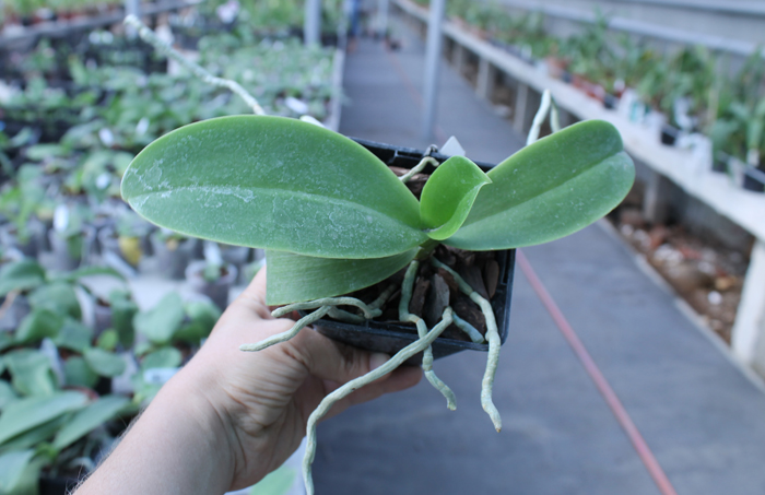 Phalaenopsis Natasha 'Aiko'.jpg